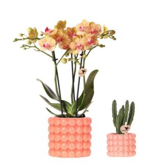 Orchidée papillon Jamaïque + succulente dans pot Poppy orange