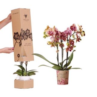 Boîte surprise avec 1 pièce d'orchidée papillon