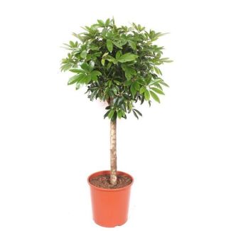 Schefflera - Plante moderne sur tige - 150 cm - Feuilles vertes brillantes