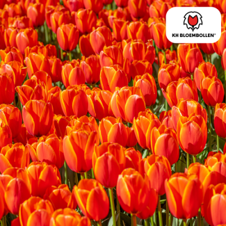 Bulbes de tulipes Dafeng, Couleur orange, Tulipe à grandes fleurs, Pour jardin ou pot, 1 sachet de 20 pièces