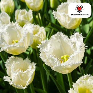 Bulbes de tulipes Honeymoon, Couleur Blanc Neige, Bordure de fleurs dentelée, Pour jardin ou pot, 1 sachet de 20 pièces