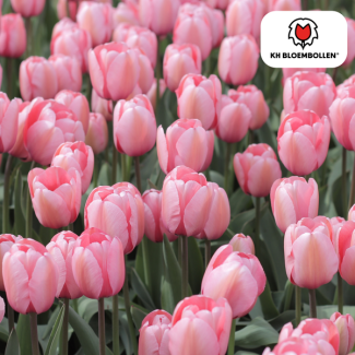 Bulbes de tulipes Apricot Delight, Couleur Saumon Clair, Teintes Abricot, Tulipe Élégante, Pour Jardin ou Pot, 1 sachet de 20 pièces