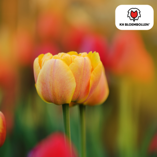 Bulbes de tulipes Icoon, Couleur saumon, orange clair, Tulipe à fleurs doubles, Pour jardin ou pot, 1 sachet de 20 pièces