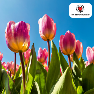 Bulbes de tulipes Light and Dreamy, couleurs pastel pêche clair, rose doux, crème, allure romantique, pour jardin ou pot, 1 sachet de 20 pièces