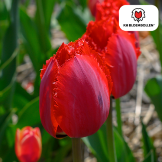 Tulipes Masterpeace, Couleur rose foncé, Tulipe à fleurs doubles avec bord festonné, 1 sachet de 20 pièces