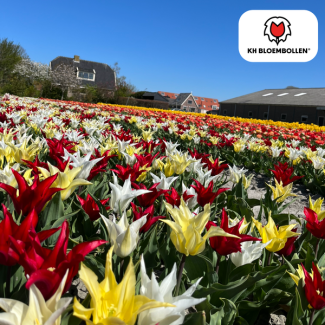 Cadeau Astucieux ! Tulipes Tres Chic Mix, Couleur Rouge, Jaune et Blanc, Mélange Composé, Pour Jardin ou Pot, 1 sac de 20 pièces