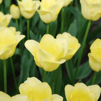 Idée Cadeau ! Tulipes World Friendship, Fleur Jaune Doux, Belle Élégante, Pour Jardin ou Pot, 1 sachet de 20 pièces