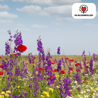 Mélange de Graines de Fleurs Sauvages – 100g | Amical pour les Abeilles et les Papillons | ± 30–50 m² de Floraison