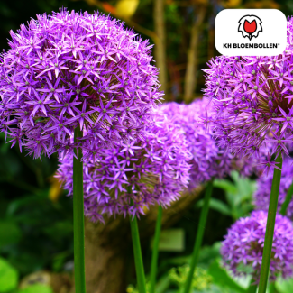L'oignon ornemental, Fleur en forme de boule, Couleur Violet, sachet de 5 pièces, Allium Globemaster