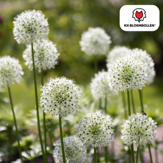 L'oignon ornemental, Fleur en forme de bulbe, Couleur blanche, sachet de 5 pièces, bulbes Allium White Giant