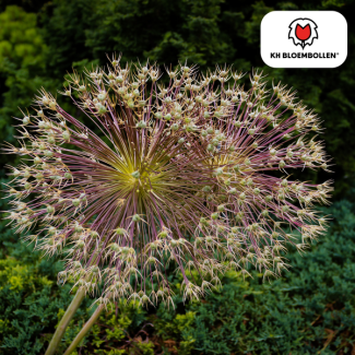 Oignon ornemental particulier, également connu sous le nom d'Allium feu d'artifice, en forme de bulbe avec des fleurs en étoile, couleur fleurs métalliques violettes, sachet de 5 pièces, Allium Schubertii
