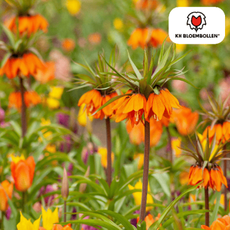 La couronne impériale, l'étoile de Garland, couleur orange rouge, sachet de 5 pièces, bulbes de Fritillaria/couronne impériale