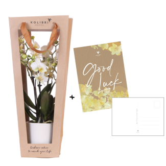 Kolibri Orchids | Plantes cadeau bonne chance | Orchidée Lausanne avec pot carte & emballage cadeau