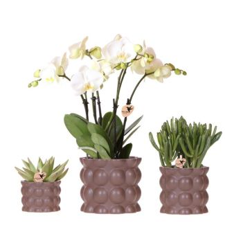 Orchidée Papillon Ghent + succulentes dans un pot décoratif couleur sable