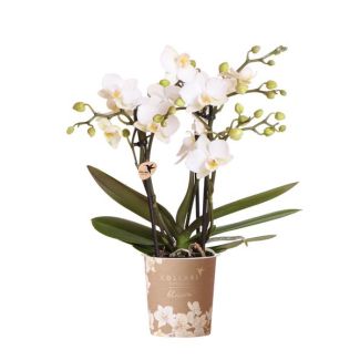 Orchidée Papillon Zürich