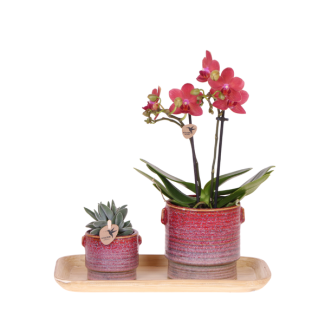 Orchidée Papillon Congo + Succulente dans Pot Décoratif Aura sur plateau