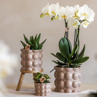 Jolie Ensemble de Plantes Cotton Sable, Composé d'Orchidée Papillon Blanche Ghent Ø12cm, Plantes Vertes en pot de 9cm et pot de 6cm, Support en Bois pour Plantes, Plante d'Intérieur Fleurie