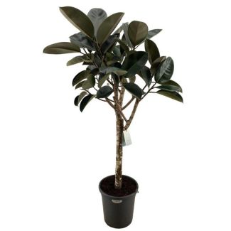 Plante caoutchouc
