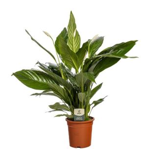 Spathiphyllum Bingo Cupido - Fleur de la paix - Plante cuillère - 80 cm de haut