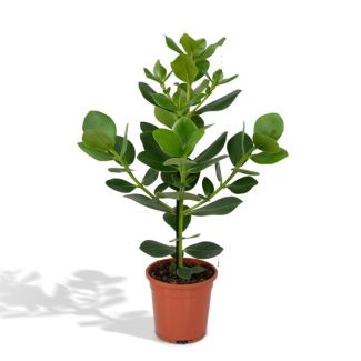 Arbre à cochon d'intérieur | Clusia rosea Princess | Arbre autographe - ↕60cm - Ø17cm