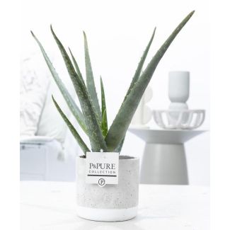 Aloe Vera dans la Collection Jade Céramiques P&Pure, Ø12cm - ↕40cm