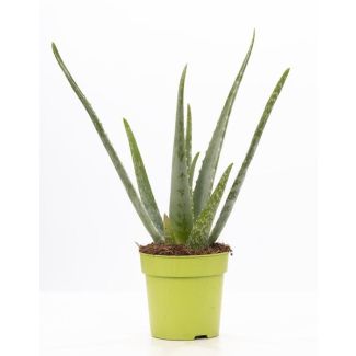 Aloe Vera dans le pot P&Pure Collection, Ø12cm - ↕40cm