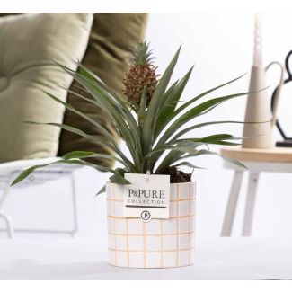 Plante Ananas en céramique P&PURE Tirza