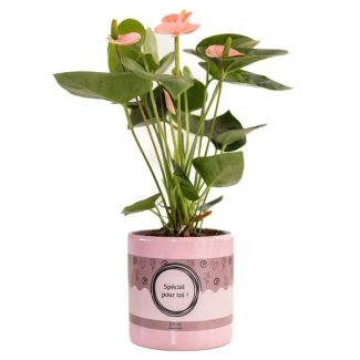 Conseil Cadeau ! Plante Flamant dans un Emballage Special Pour Toi, Ø12cm - ↕45cm, Anthurium Rose (Esprit)