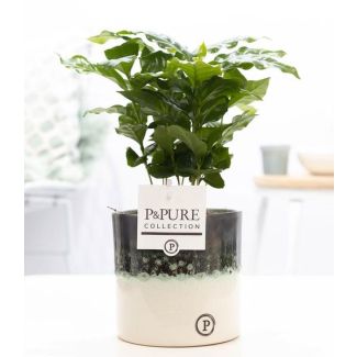 La plante à café, Coffea Arabica dans P&PURE Illusion - Ø12cm - ↕20cm