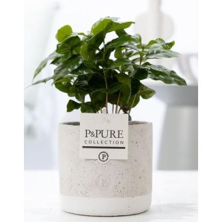 La plante à café, Coffea Arabica dans les céramiques Jade P&PURE - Ø12cm - ↕20cm