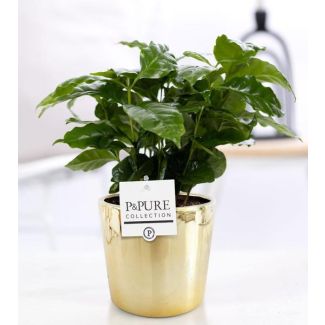 La plante à café, Coffea Arabica, pot doré brillant, série P&PURE Laryssa, Ø12cm - ↕20cm