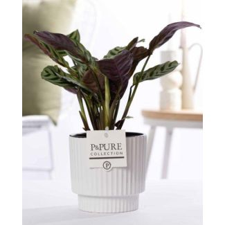 La plante à zigzag, plante de prière, Ctenanthe Burle-Marxii, pot en céramique brillante blanche série P&PURE Ivy Ceramics, Ø12cm - ↕25cm