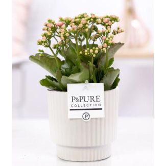 Kalanchoe, Fleur Rose, Pot Blanche Brillante de la Série P&PURE, Ivy Ceramics, Ø12 cm – Hauteur 27 cm