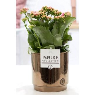 Kalanchoe, Fleur Couleur Rose, Pot OrBronze de la Série P&PURE, Juliette Ceramics, Ø12 cm – Hauteur 27 cm