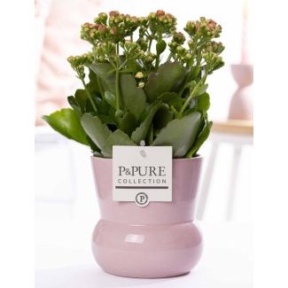 Kalanchoe, Fleur de Couleur Rose, pot rose de la série P&PURE Maxima, Ø12 cm – Hauteur 27 cm