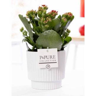 Kalanchoe, Fleur Rouge, Pot Blanche Brillante de la Série P&PURE, Ivy Ceramics, Ø12 cm – Hauteur 27 cm