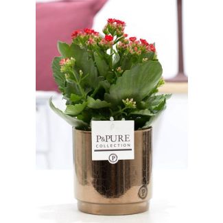 Kalanchoe, Fleur de Couleur Rouge, Pot en Bronze Doré de la Série P&PURE, Juliette Ceramics, Ø12 cm – Hauteur 27 cm