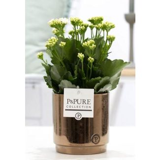 Kalanchoe, Fleur de Couleur Blanche, Pot en Bronze Doré de la Série P&PURE, Juliette Ceramics, Ø12 cm – Hauteur 27 cm