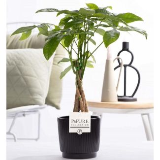 L'arbre à monnaie, Le cacao d'eau, Pachira aquatica dans P&PURE Ceramics Liv, Ø12 cm ↕45 cm
