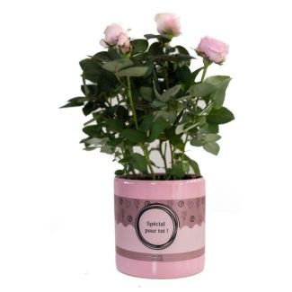 Special Pour Toi Plante de Rose, Rose Clair, Ø12cm - ↕30cm, Beau Cadeau pour Chaque Occasion