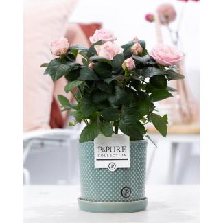 Rose Clair Chambre, Pot Rose Élégante P&PURE Lauren Ceramics, Ø12 cm – Hauteur 30 cm
