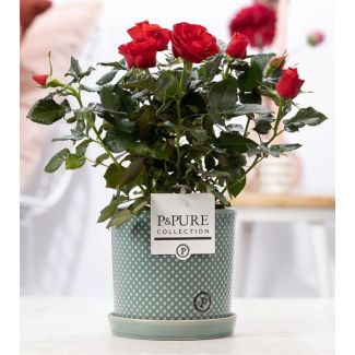 Rose Rouge, Pot Élégante Blanche P&PURE Lauren Ceramics, Ø12 cm – Hauteur 30 cm