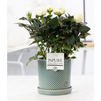 Rose de chambre blanche, Pot élégante P&PURE Lauren Ceramics, Ø12 cm – Hauteur 30 cm