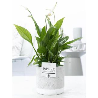 La Plante Cuillère, Fleurs Blanches, dans un Pot OrBronze, Série P&PURE Jade Ceramics, Spathiphyllum, Ø12cm - ↕35cm