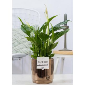 La Plante Cuillère, Fleurs Blanches, dans un Pot GoldBronze, Série P&PURE Juliette Ceramics, Spathiphyllum, Ø12cm - ↕35cm