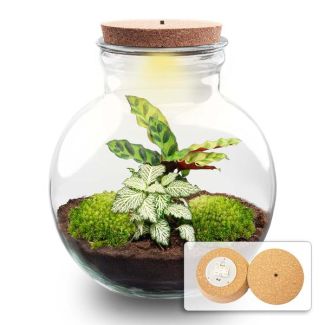 Idée Cadeau ! Terrarium de Plantes DIY (avec éclairage), Teddy avec liège LED, Ø25cm, ↑ 26.5cm, Écosystème Autonome, Ensemble Complet avec Plantes et Mousses sans Outils, Peu d'Entretien, Attrait Visuel