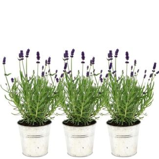 Lavande, 3 pièces, en pot décoratif, Couleur Bleue, Violette, Plante d'extérieur, Plante de terrasse, Plante de balcon, Lavandula angustifolia Felice® en pot décoratif Old Look - pot de 13 cm
