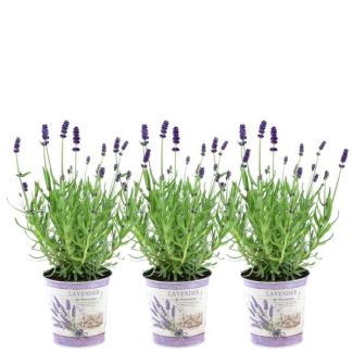 Lavande en pot décorative, 3 pièces, couleur violet-bleu, plantes de terrasse, Lavandula angustifolia Felice® - Ø12 cm - ↕25 cm