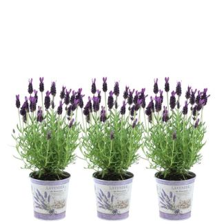 Idée Cadeau ! Ensemble de 3 lavandes à toupet en pot décorative, Couleur Lilas/Violet, Plantes de jardin, Plante de terrasse, Plante de balcon, Lavandula stoechas Anouk® dans un pot décoratif imprimé de lavande - pot de 13 cm