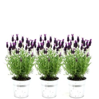 La Lavande à Coiffure en Pot Décoratif, 3 Pièces, Couleur Lilas/Violet, Plantes de Jardin, Plantes de Terrasse, Plantes de Balcon, Lavandula stoechas Anouk® dans un pot décoratif Old Look - pot de 13 cm - Lavandes Françaises en Pot Décoratif